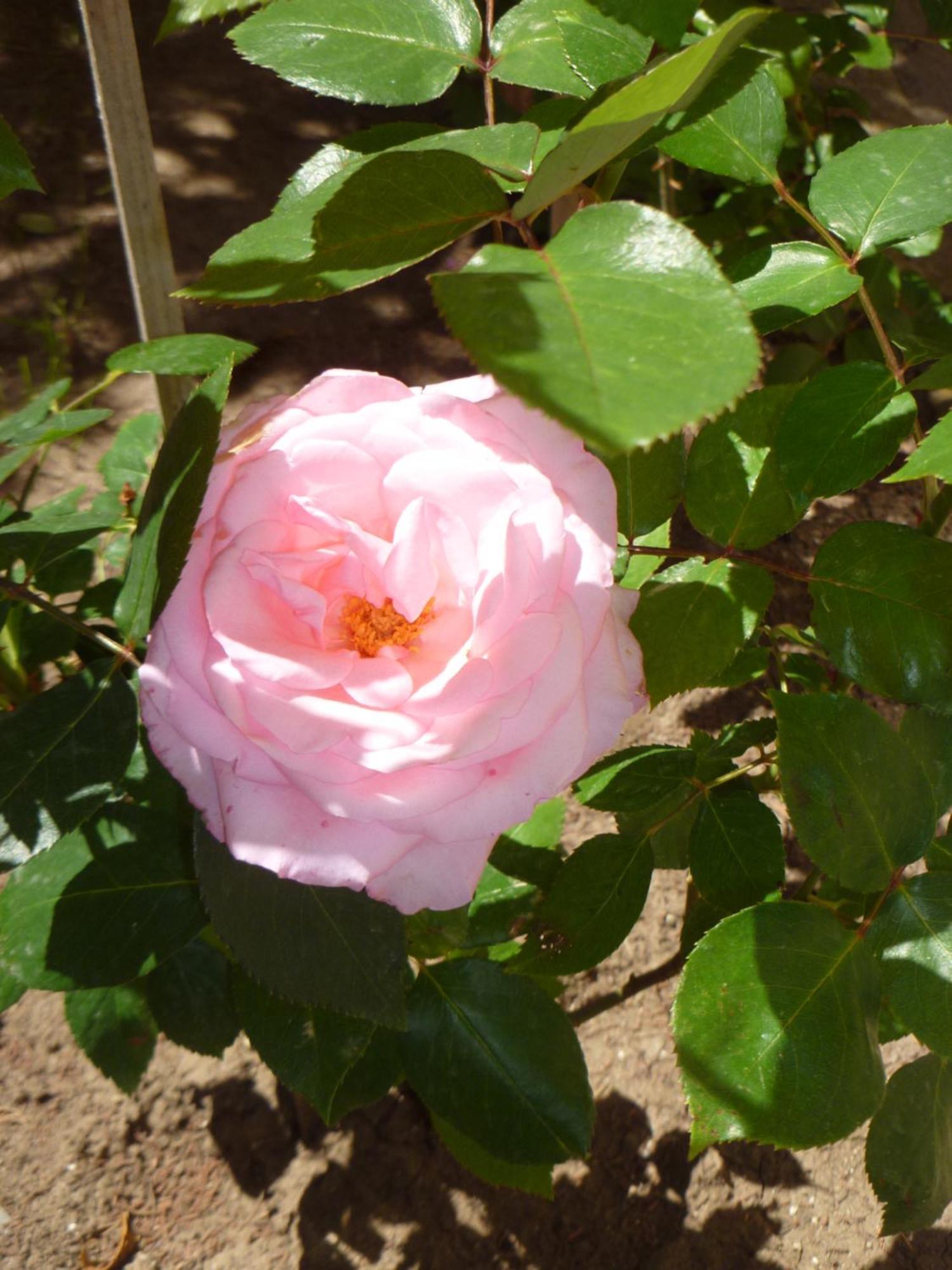 Aparthotel Rose Village Sunny Beach Esterno foto