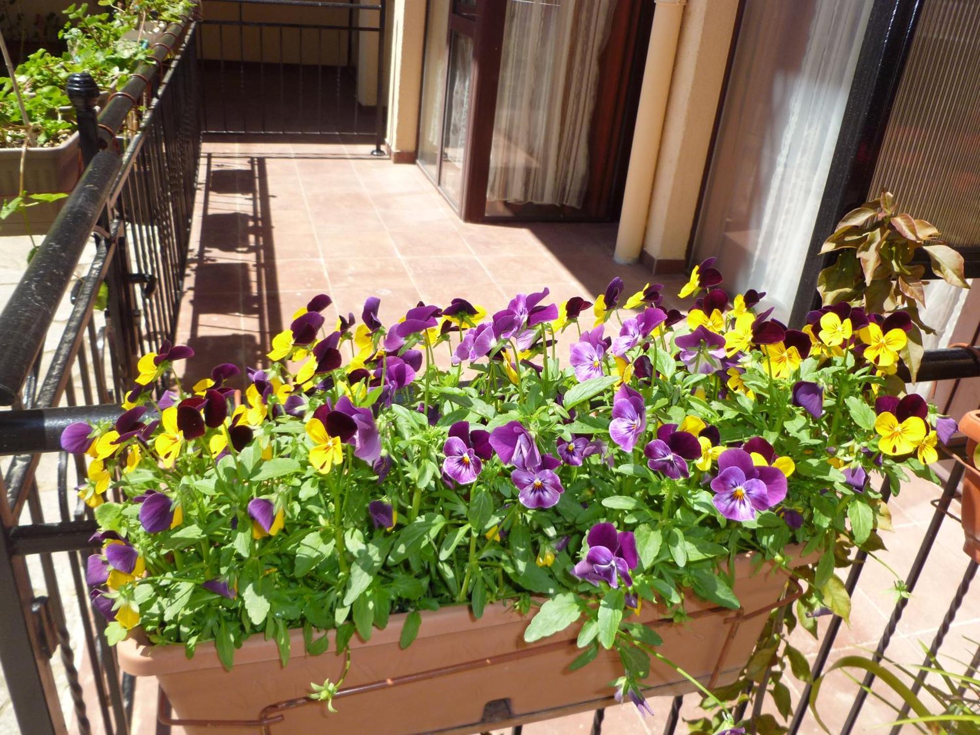 Aparthotel Rose Village Sunny Beach Esterno foto